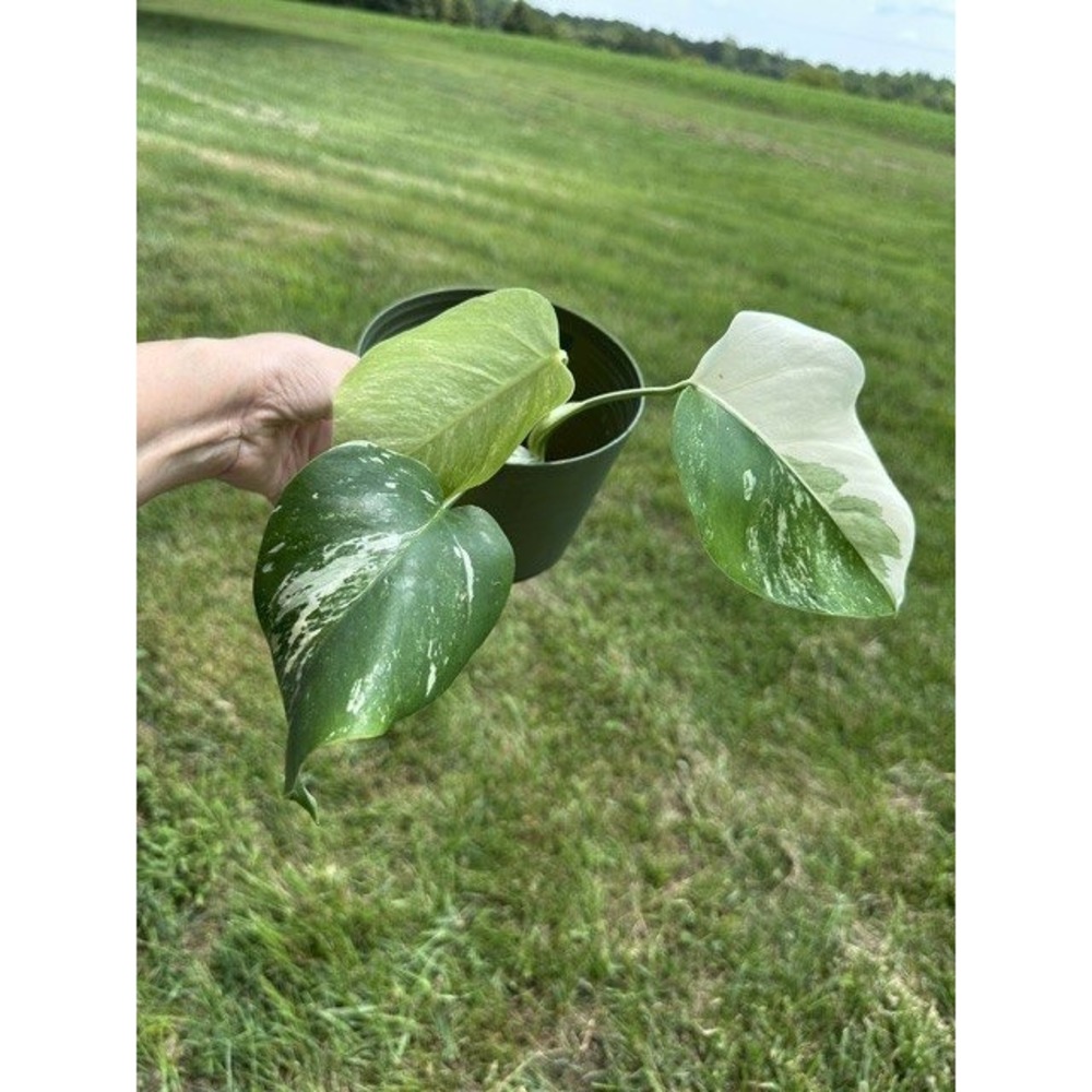 Monstera Albo Borsigiana Variegata Rare Variegated Houseplant Established Rooted